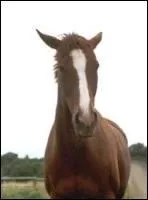 Si le cheval a les oreilles places en arrire cela veut dire :