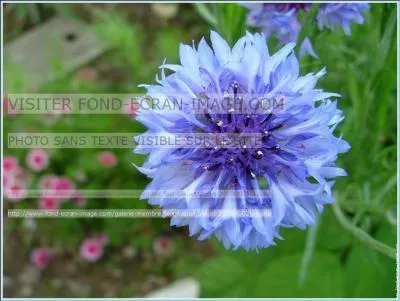 Un  bleu barbeau  est un bleu clair, comme celui du bleuet . Quel autre sens peut avoir le mot barbeau ?