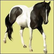 Bonjour, je ne me rappelle plus de ma robe, laquelle est-ce s'il vous plait ?