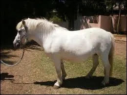 Et ce poney ?