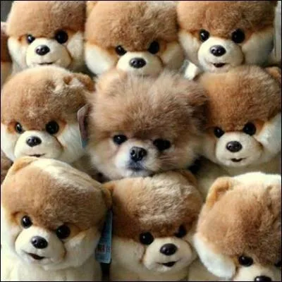 Un intrus se cache parmi les mots suivants. Dmasquez-le ! Drago Malefoy - Regulus Black - Severus Rogue - Newt Scamander - Tom Jedusor :