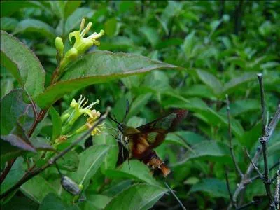  quel ordre d'insectes, le sphinx appartient-il ?