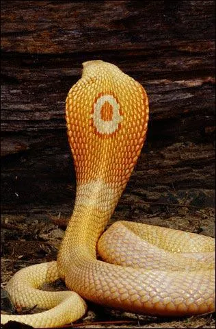 Quel est ce serpent ?