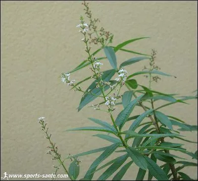 Quelle est cette boisson apaisante ?