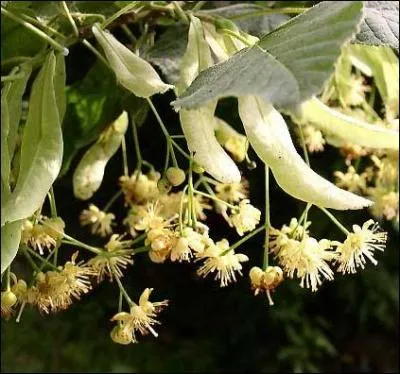 Cet arbre embaume; on se sert de ces feuilles et fleurs sches en infusion.