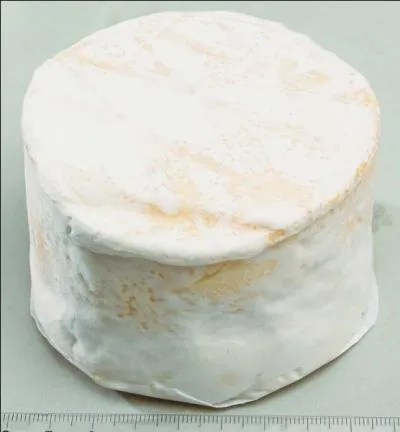 L'explorateur, dlicieux fromage de Seine-et-Marne est fabriqu  partir de lait de :