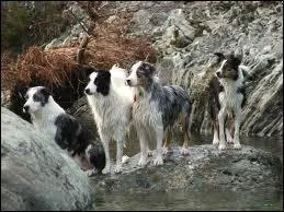 Quelle est la 1re chose que fait Etoile du Tigre pour se venger du Clan du Tonnerre ?