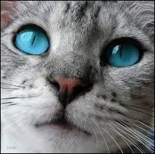 Qu'arrive-t-il  Jolie Plume quand elle tue Long Croc ?