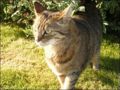 Qui n'accepte pas son arrive, se bat contre Nuage de Feu et lui arrache son collier ?