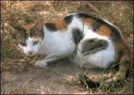 Qui a vraiment tu Plume Rousse, lieutenant du Clan du Tonnerre ?