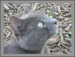 Griffe de Tigre est surpris voulant tuer Etoile Bleue. Quelle est sa punition ?