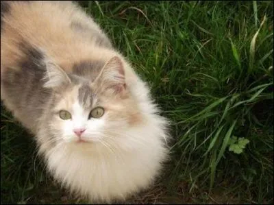 Quelle a t la 1re chatte dont Coeur de Feu est tomb amoureux ?