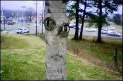 Dame Nature nous regarde ! D'aprs une enqute de l'association Greenpeace, il est  l'origine de 80 % de la dforestation de la fort amazonienne :