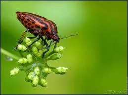 Comment s'appelle cet animal ?