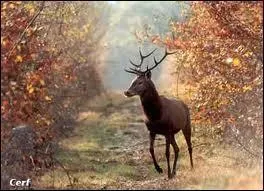 Comment s'appelle cet animal ?