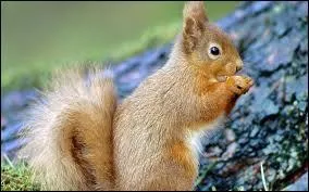 Comment s'appelle cet animal ?