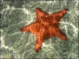 Comment s'appelle cet animal ?