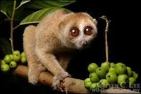 Comment s'appelle cet animal ?