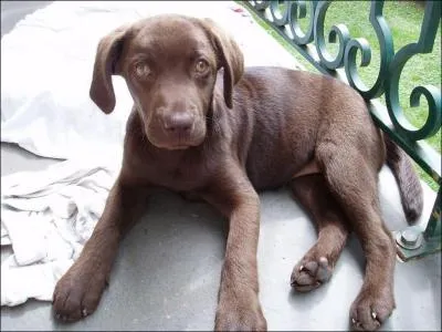 De quelle race est cet adorable chiot ?
