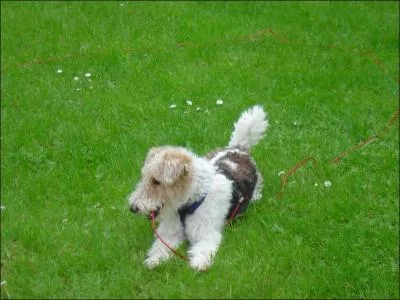 De quelle race est ce petit chiot ?