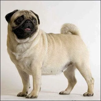 De quelle race est ce chien ?