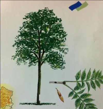 Mon bois est dur, et mes feuilles entrent dans la composition de tisanes dont celle dite  du centenaire . Ces tisanes ont les vertus d'agir contre les douleurs articulaires. Qui suis-je ?