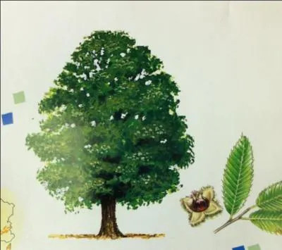 Mes fruits se dgustent  l'automne. Mon nom grec est  Castanea . Jean Ferrat en a fait une chanson, qui suis-je ?