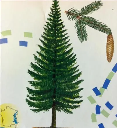 Je peux vivre jusqu' 300 ans en montagne. Je rsiste au froid entre -35 et - 40. On m'utilise couramment comme sapin de Nol, bien que je perde mes aiguilles rapidement... Qui suis-je ?