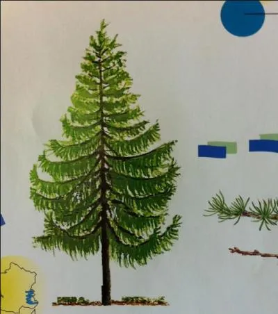Contrairement aux autres rsineux, mes pines jaunissent  l'automne et tombent... qui suis-je ?