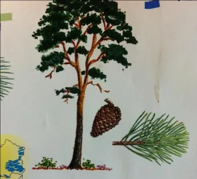 Mon bois tait apprci comme bois de mine. Avant de se rompre il met des craquements qui permettaient aux mineurs d'vacuer la mine avant qu'elle ne s'effondre. Indice : on me fte le 31 dcembre qui suis-je ?