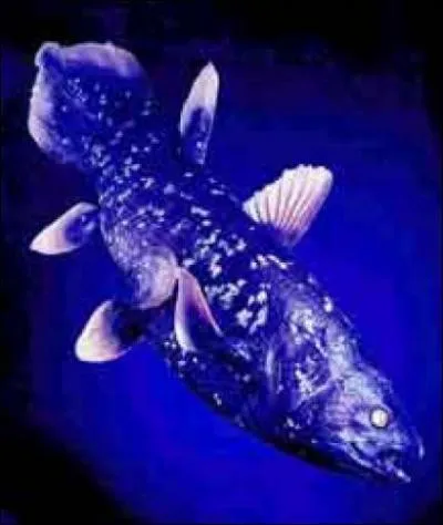 Les ... taient considrs comme disparus jusqu' ce qu'un spcimen vivant soit dcouvert en 1938. Quelques centaines d'individus vivent dans l'archipel des Comores, quasiment semblables  leurs anctres d'il y a 70 millions d'annes.