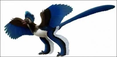 Dinosaure  plumes ou oiseau ? L'... semble encore poser des problmes aux palontologues. En tout cas cet oiseau-l avait des dents.