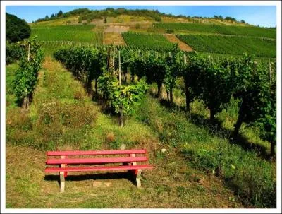 Qu'est-ce que le ban des vendanges ?