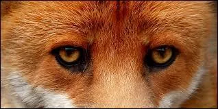 Dans quelle condition, Maud, rencontre-t-elle, le Renard, pour la premire fois ?