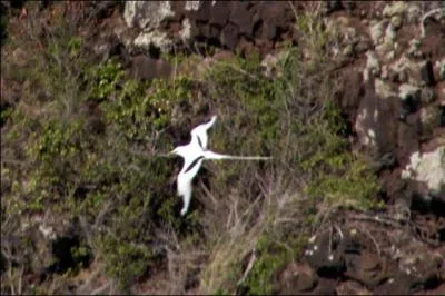 C'est l'emblme de l'ile, qu'est ce c'est?