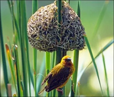 Quel oiseau construit son nid en faisant du tissage et des nuds ?