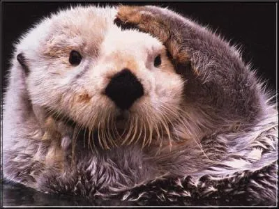 Quel gros rongeur prsente des caractristiques particulires et inhabituelles d'amnageur de son cosystme ?