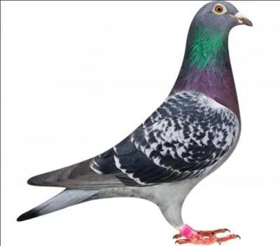 Le pigeon voyageur possde des particules magntiques qui lui permettent de s'orienter par rapport au champ magntique de la Terre. O se trouve cette boussole ?