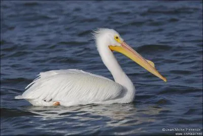 Les oiseaux marins se dsaltrent avec de l'eau de mer. Quels organes leur permettent de dessaler cette eau ?