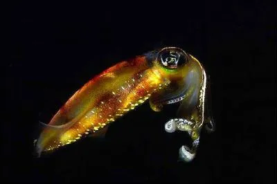 Lequel de ces animaux se propulse par raction ?