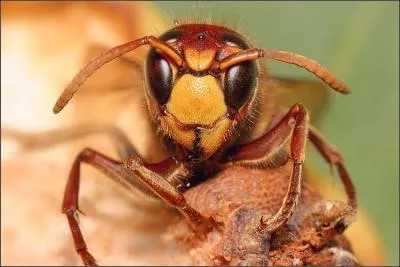 Que fabriquent les gupes et les frelons pour construire leur nid ?