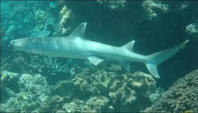 galement appel(e) requin-corail ou requin  pointes blanches :