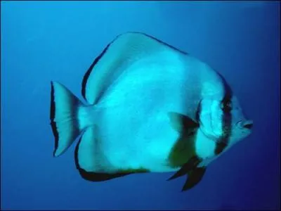 Ce poisson est visible aux abords des rcifs coralliens ainsi que dans les paves :