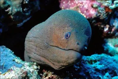 Ses dents sont longues et pointues et il peut peser jusqu' trente kg :