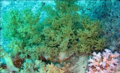 Corail mou, facilement reconnaissable  son aspect de petit arbre, avec un tronc lisse dpourvu de polypes et des branches se rtrcissant rapidement, tout en portant de nombreuses touffes de polypes :