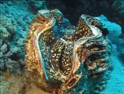 Mollusque bivalve, le plus gros spcimen pesait 333 kilos :