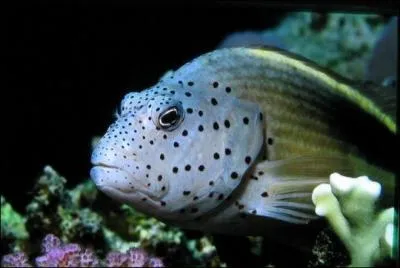 Poisson qui aime se prlasser sur les branches des acropores :