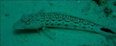 Immobile sur le sable, il(elle) attend que les proies passent devant lui(elle) pour les aspirer en un clair :