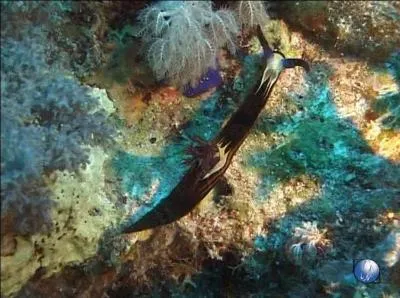 Certains spcimens de sa classe de gastropode ont de remarquables capacits de rgnration et sont capables de pratiquer l'autotomie, c'est--dire une auto-amputation d'une partie du corps qui se rgnrera par la suite :