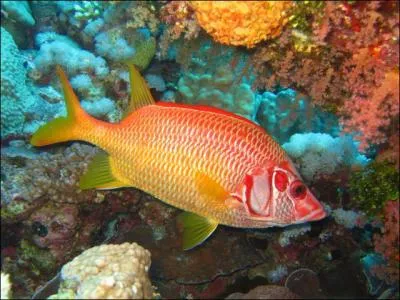 Poisson-soldat gnralement cach sous des surplombs de corail :